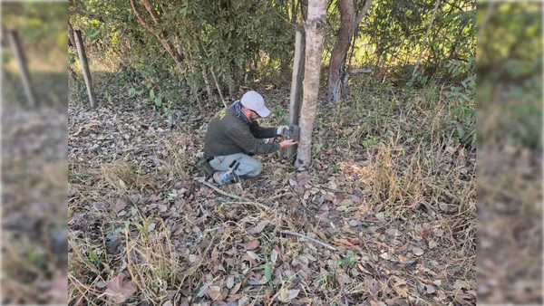 Homem mexendo em uma árvore - Metrópoles