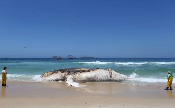 Baleia morta encalha na praia de Ipanema, no Rio de Janeiro
