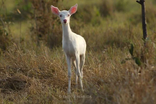 Filhote de veado-campeiro-albino