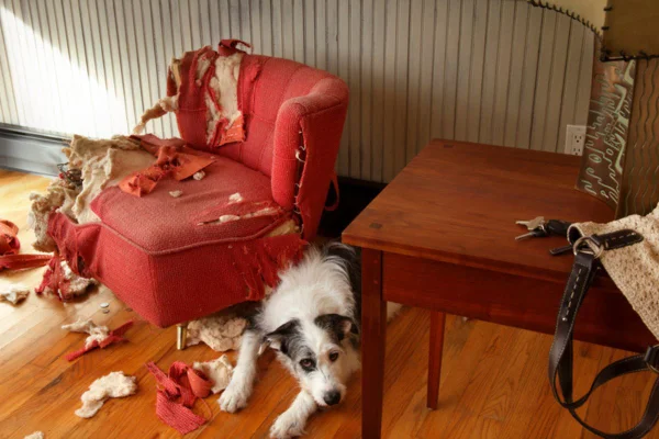 Imagem colorida de cachorro deitado ao lado de sofá destruído