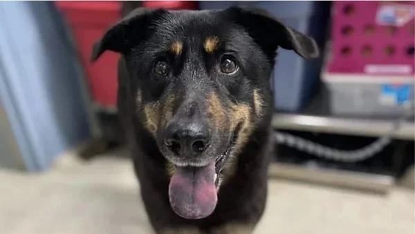 foto de um cachorro na cor preta e marrom