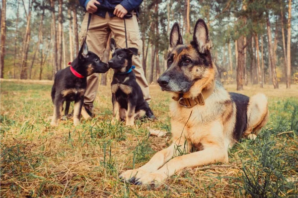 Cachorro de caça marron com preto com outros cachorros e seu treinador na campo- metrópoles