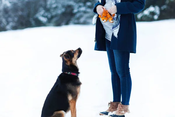 Cães videntes: conheça 11 situações que os cachorros podem prever