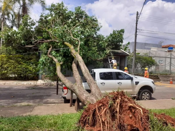 Prejuízo. No dia de Natal, árvore cai sobre carro e casa no DF