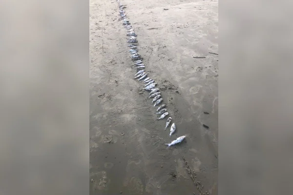 imagem colorida mostra peixes mortos enfileirados em areia da praia em são vicente