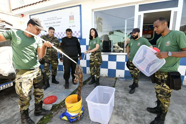 RJ: guardas ambientais resgatam jiboia e garça das ruas de Nova Iguaçu