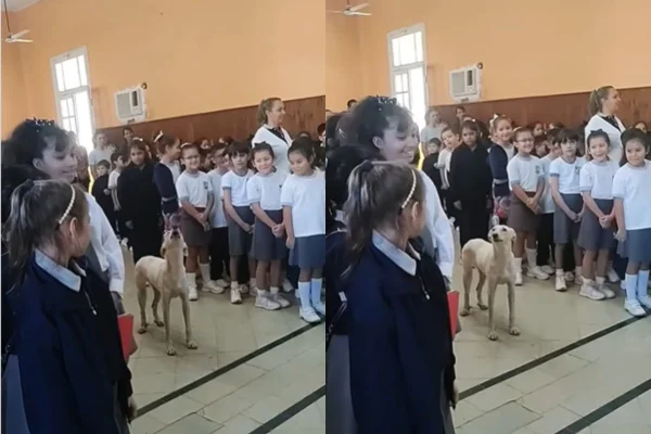 Foto colorida de um cachorro - Metrópoles
