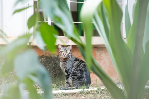 Presença de gatos em quadras da Asa Sul divide moradores