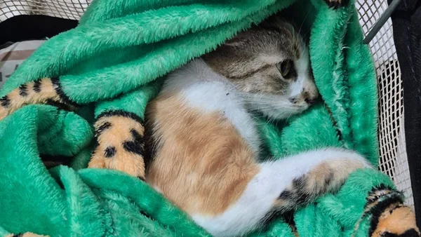 Foto colorida da gata arremessada de prédio