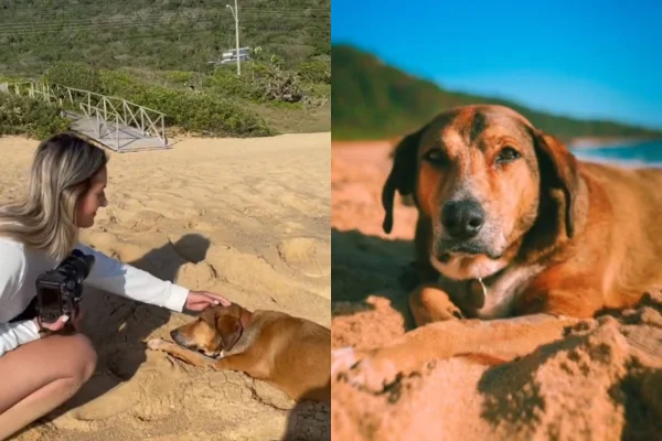 Foto colorida de um cachorro - Metrópoles