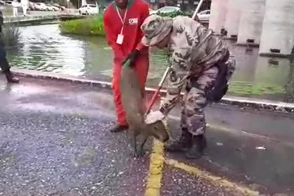 Polícia Militar resgata capivara em espelho d’água do Itamaraty
