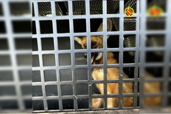 Lobo-guará resgatado no DF