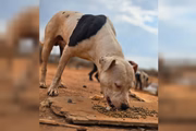 São cerca de 60 cachorros