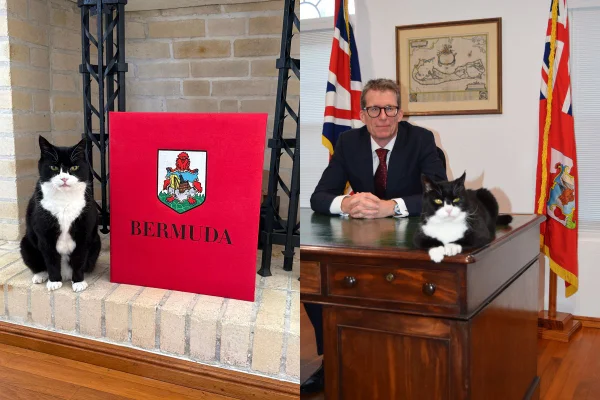 Montagem de duas imagens de gato preto e branco