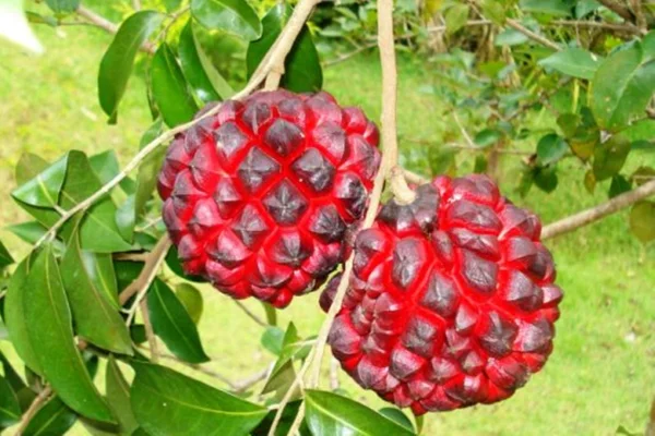 Imagem mostra a pindaíba, uma fruta vermelha parecida com uma pinha - Metrópoles