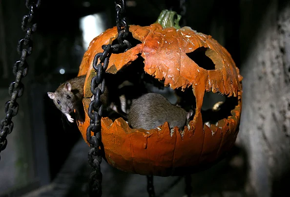 Gostosuras ou travessuras? Inspire-se em fantasias para o Halloween