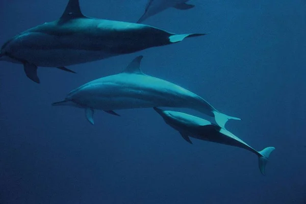 Como os animais escutam debaixo d’água? Descubra