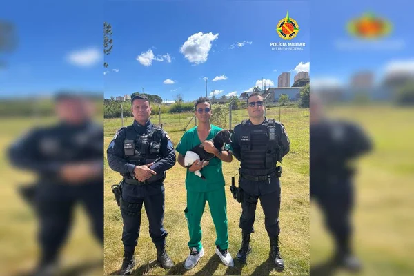 Vídeo. PMs do DF atropelam cachorro, salvam animal e colocam para adoção
