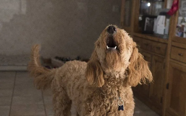 Na foto, um cachorro marrom claro latindo