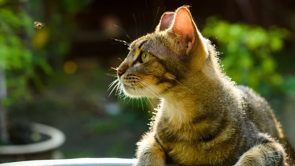 Ataque de abelhas: saiba prevenir e o que fazer se seu pet for picado