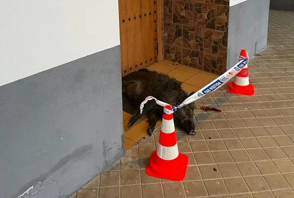 Javali morto em porta de msquita na Espanha antes de jogo contra o Marrocos na Copa do Mundo. O local foi cercado pela polícia - Metrópoles