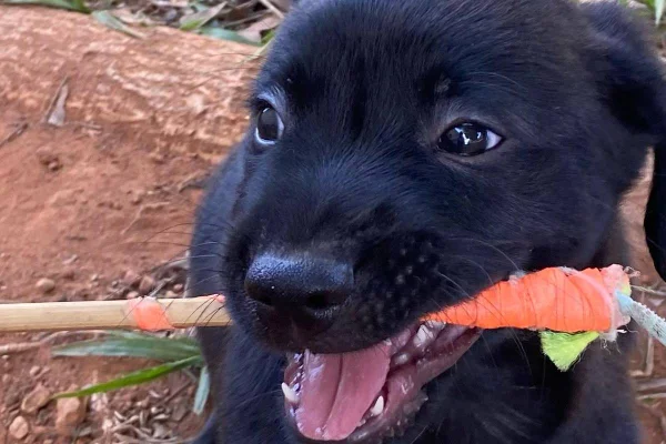 Cachorrinhos para adoção na Zoonose