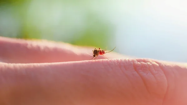 Suor humano explica por que algumas pessoas atraem mais mosquitos