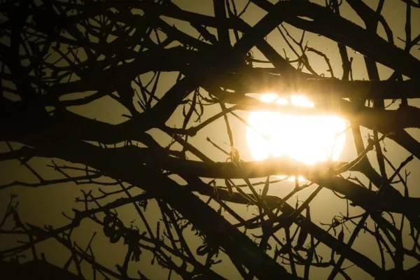 Calor: sol detrás de galhos de árvore calorão
