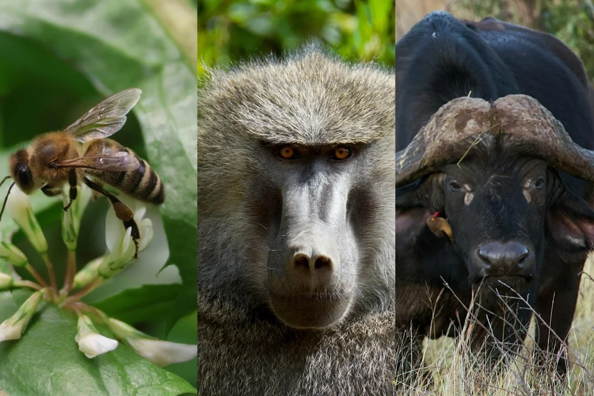 Democracia animal: bichos podem “votar” para definir o destino na natureza