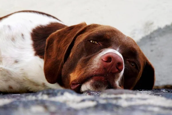 32% dos cães vão ao veterinário devido a doenças dermatológicas