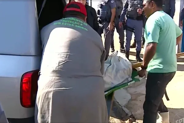 Pit-bull atacou e matou criança de dois anos em Hortolândia; na imagem, policiais retiram pit-bull após ele ser baleado - Metrópoles