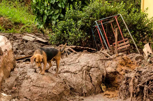 Cachorro filhote é visto em meio a destruição após o desastre ambiental causado pela Sanmarco em Mariana