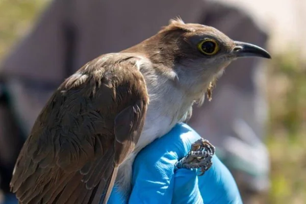 Imagem colorida mostra ave rara encontrada em santa catarina - Metrópoles
