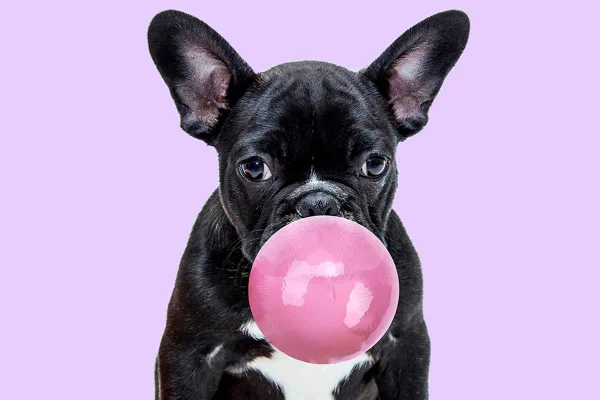 Cachorro mascando chiclete