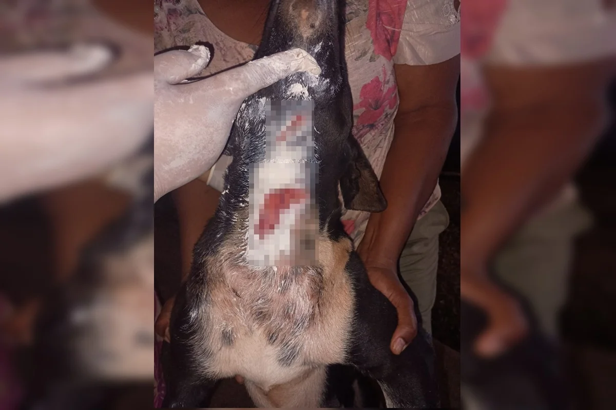 Suspeita de Ataques de Animal Silvestre Causa Preocupação em Planaltina