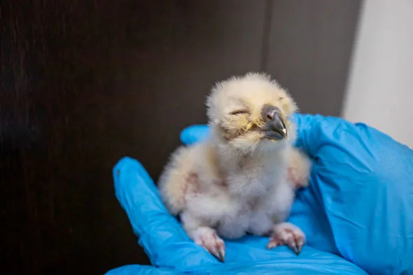 Momento da quebra do ovo dos cinco filhotes de coruja-águia, uma das maiores do mundo, foi registrado por câmeras de segurança do zoológico - Metrópoles