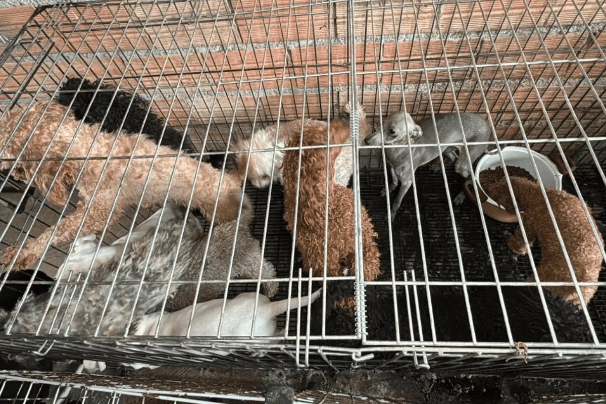 Mais de 60 animais são resgatados em situação de maus tratos na Zona Sul Mais de 60 animais são resgatados em situação de maus tratos na Zona Sul