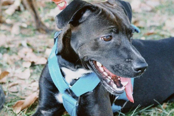 À procura de um novo pet? Zoonoses tem cães disponíveis para adoção