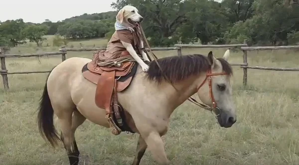 Cachorrinha mostra desenvoltura ao andar a cavalo no Texas