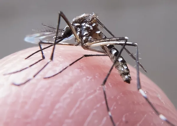 Laudo reprova teste de dengue do SUS