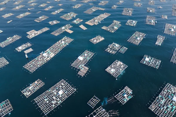 Fazendas de peixes no Mar da China Meridional vistas de uma perspectiva aérea, Vietnã Aquicultura fazenda no mar amazonia azul
