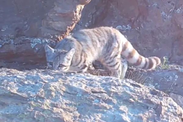 Gato-andino-espécie-rara