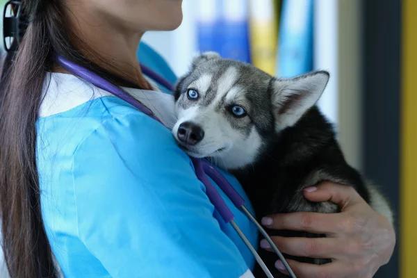 Veterinária segurando cachorro da raça husky que parece amedrontado