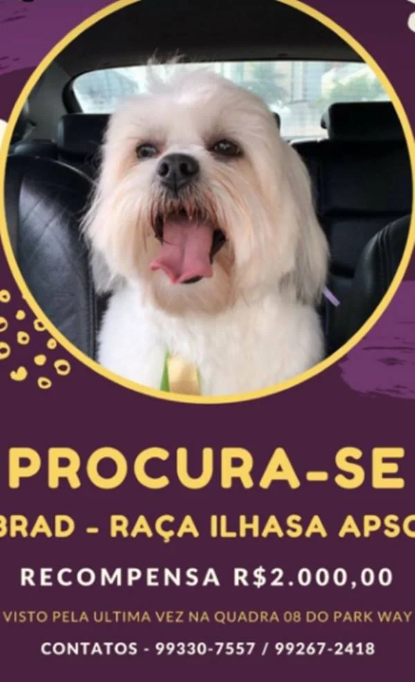Dona contrata detetive para achar cão maltês que sumiu no DF