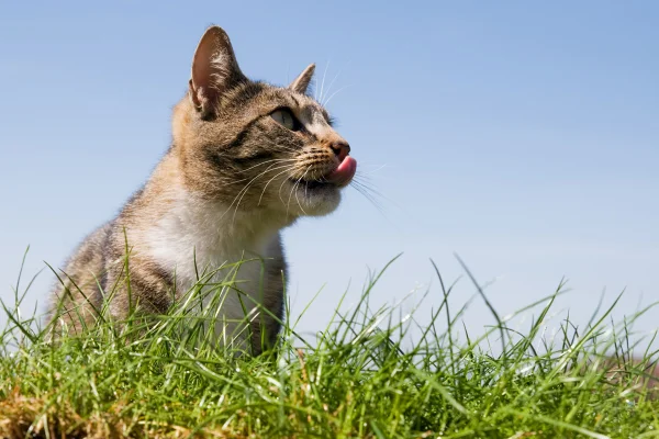 Como a grama pode ser utilizada para enriquecimento ambiental dos gatos