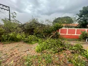 Árvore caída após ventania em Assis, no interior de SP