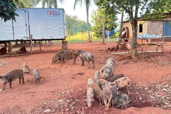 Imagem colorida de porcos na fazenda de Rio Verde onde corpo de caseiro foi localizado