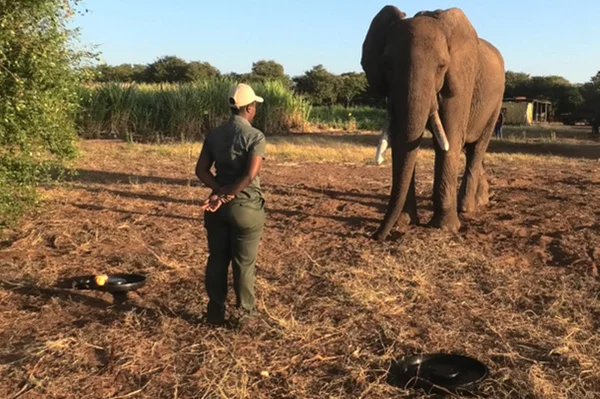 Mulher em frente a um elefante no meio de uma savana - Metrópoles