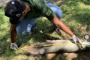 Peixe tinha mais de um metro de comprimento Peixe tinha mais de um metro de comprimento