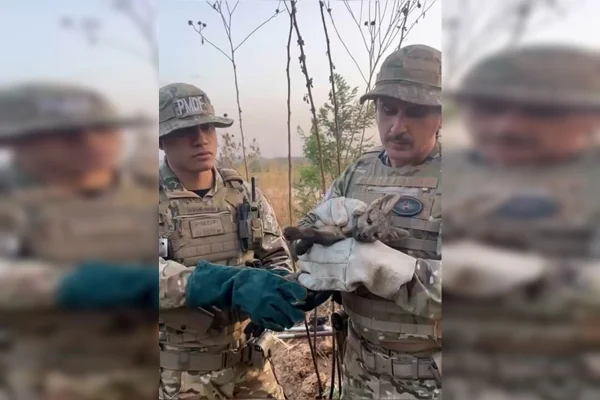 Filhote de cachorro-do-mato cai em buraco de 3m ao fugir de queimada